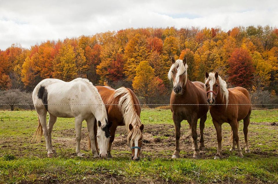 horses in autumn