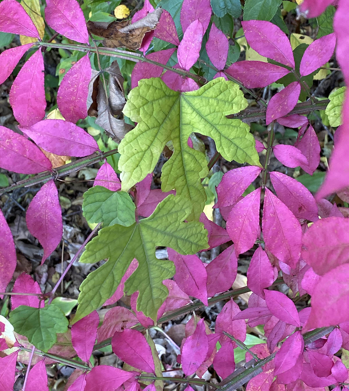 magenta and green leaves