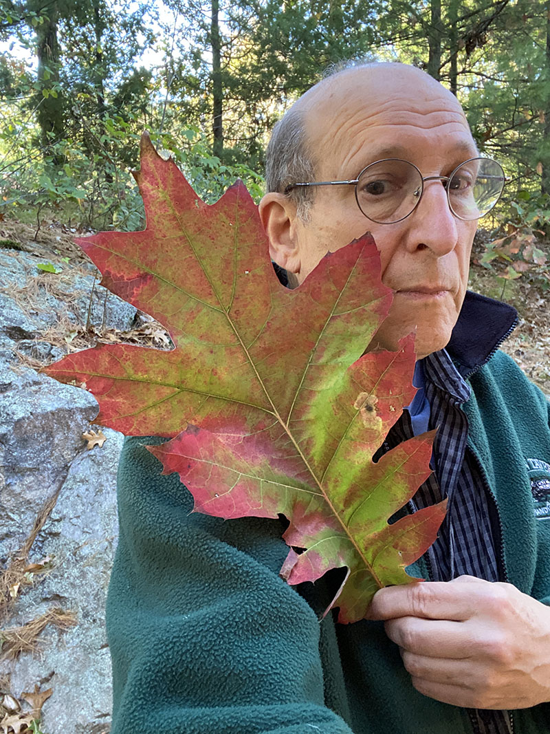 big oak leaf