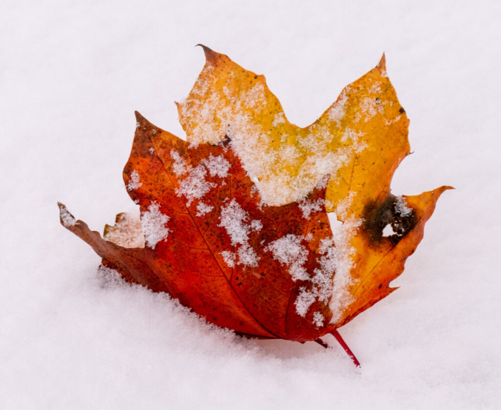 Fall Leaf and Snow