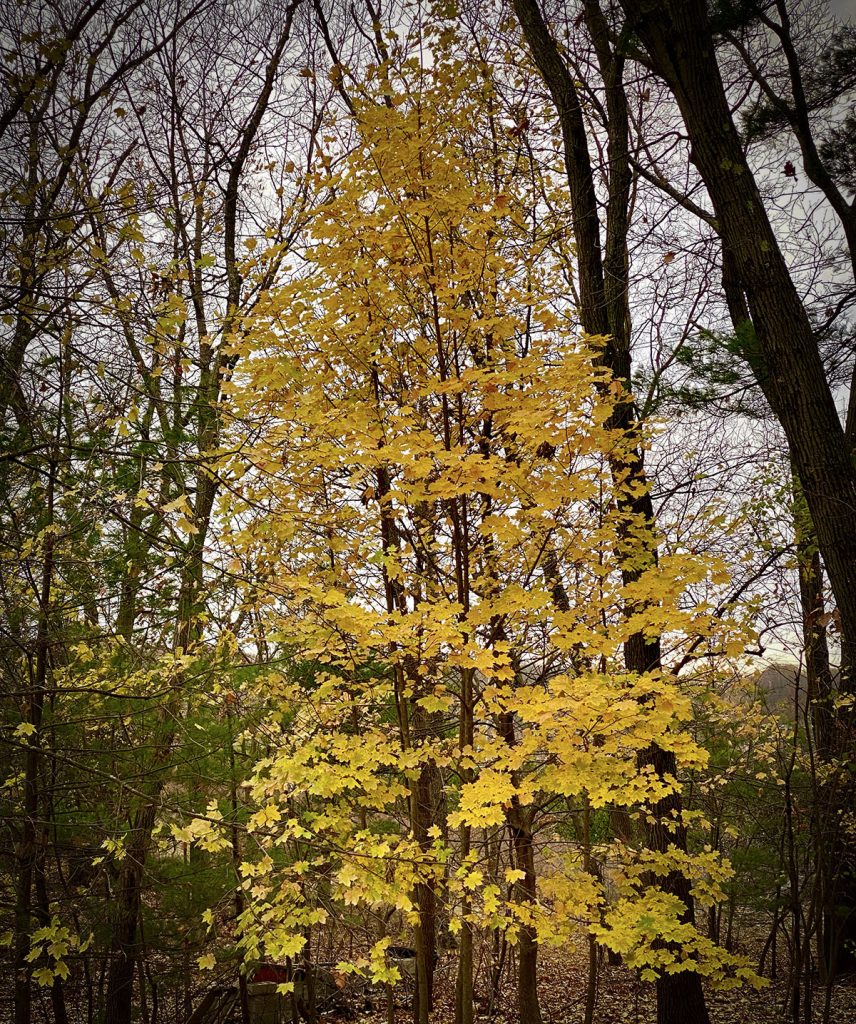 yellow tree