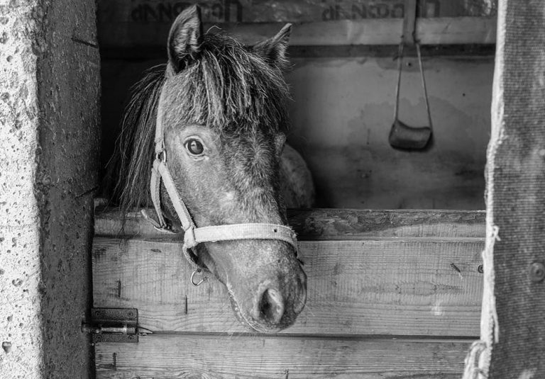 horse in stall