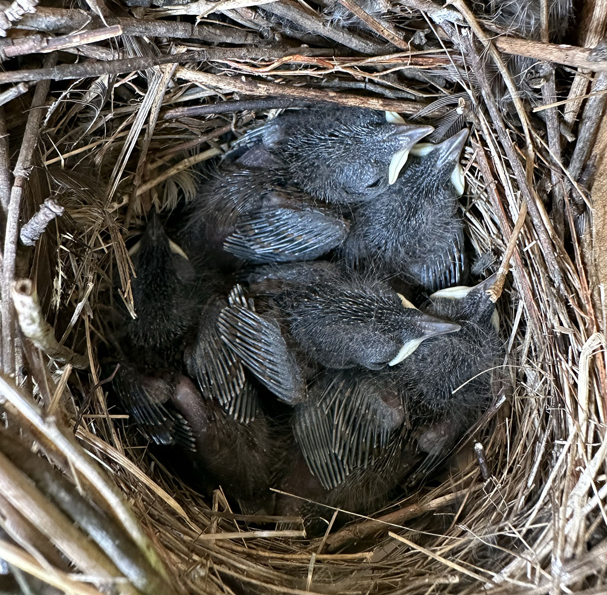 house wren babies