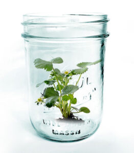 plant in glass