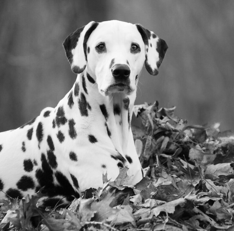 dalmation dog