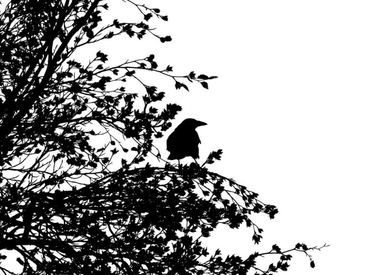 crow