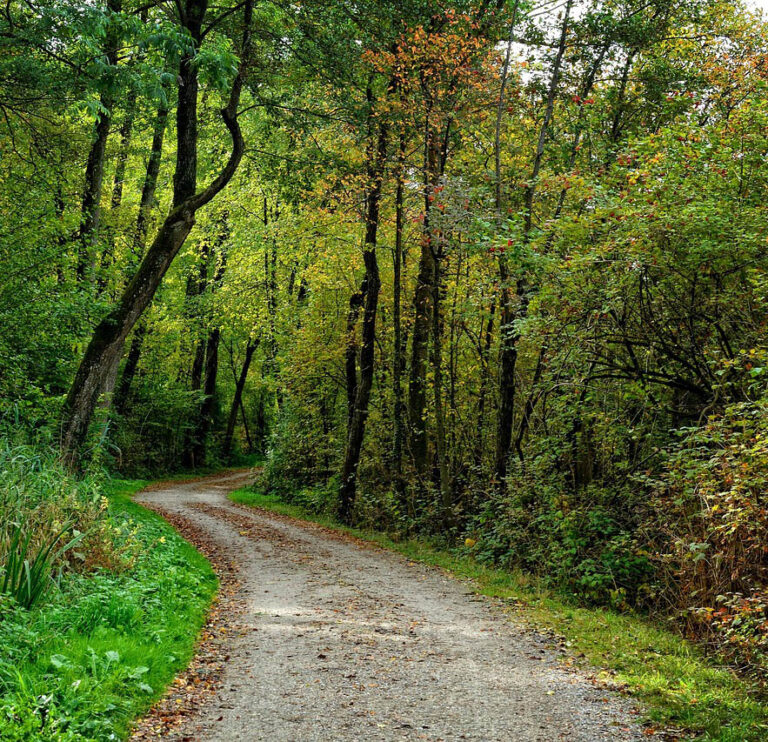 forest-road